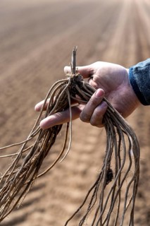 Asparagus farm, asparagus plant, is planted in a field, after a good year the first asparagus grows