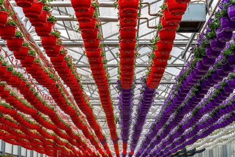 Horticultural business, flower pots, so-called petunia ampel, grow in a greenhouse, under the glass
