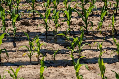 A maize field, with young plants, is fertilised with liquid manure, near Geldern, North