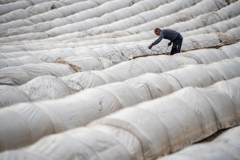 Asparagus harvest in the Rhineland, asparagus pickers at work in an asparagus field covered with