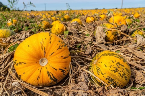 Field with Styrian oil pumpkins, partly dried up due to the drought in summer 2020, on the Lower