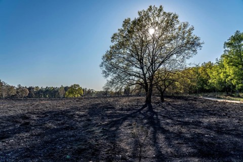 Consequences of a forest fire in the German-Dutch border region near Niederkrüchten-Elmpt, in the
