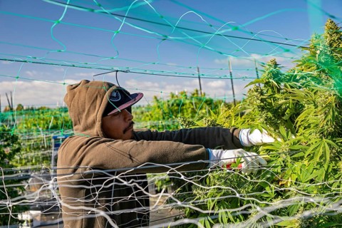 Paw Paw, Michigan, Migrant farmworkers harvest cannabis at Grasshopper Farms