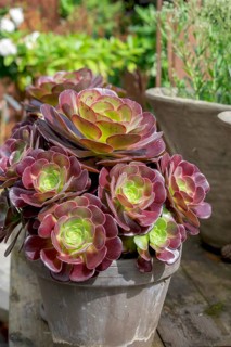 Aeonium arboreum Purple Rose, North Rhine-Westphalia, Germany, Europe