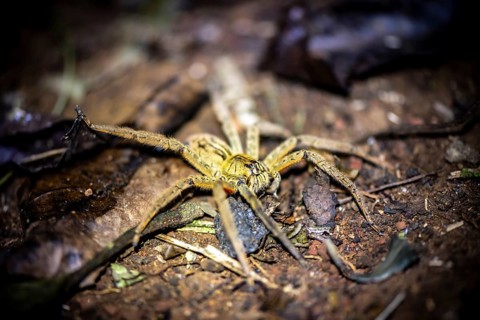 Getazi comb spider or Getazi banana spider (Cupiennius tazi), on the forest floor at night, at
