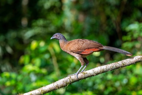 Grey-headed guan (ortalis cinereiceps), bird sitting on a branch, Heredia province, Costa Rica,