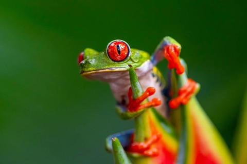Red-eyed tree frog (Agalychnis callidryas), sitting on the blossom of a false bird-of-paradise