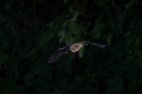 Common pipistrelle (Pipistrellus pipistrellus) hunting insects in front of deciduous forest,