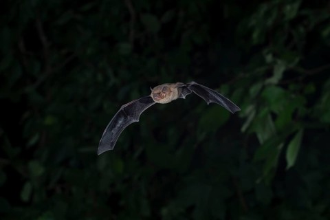 Common pipistrelle (Pipistrellus pipistrellus) hunting insects in front of deciduous forest,