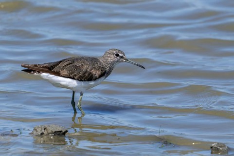 Green sandpiper (Tringa ochropus) foraging for small invertebrates in shallow water along muddy