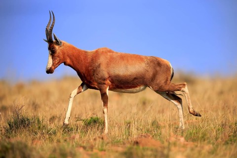 Bontebok (Damaliscus pygargus), adult, running, foraging, Mountain Zebra National Park, South