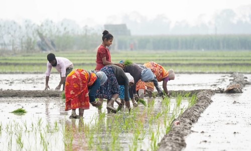 Morigaon, India. 20 February 2024. Women plant rice saplings in a paddy field on February 20, 2024
