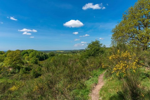 Svanninge Bakker, Faaborg, wooded heights in southern Funen, nature reserve, recreation, hiking,