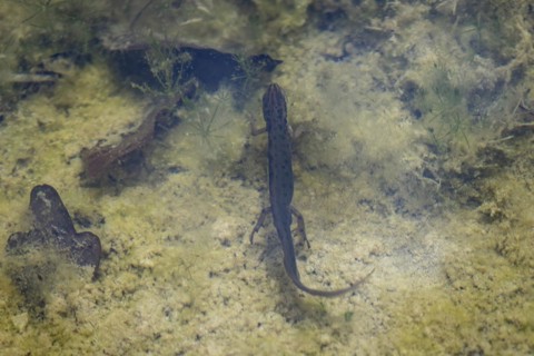 A pond newt swims in a pond near Münster, 08.04.2024. The pond newt is the most common newt species