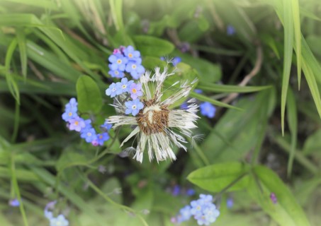 Faded common dandelion (Taraxacum officinale) and forget-me-not (Myosotis sylvatica), North