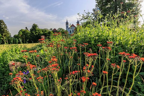 Colourful flowers in front of the church towers of a monastery against the light, spring, sunny,