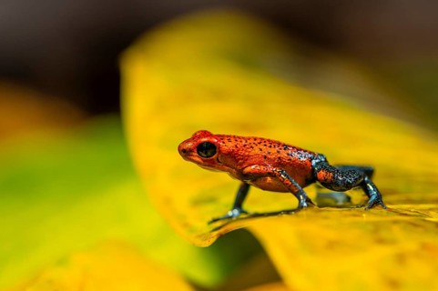 Strawberry poison-dart frog (Oophaga pumilio) sitting on a yellow leaf, Heredia province, Costa