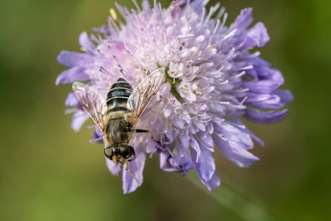 Drone fly (Eristalis interrupta) on water mint (Mentha aquatica), Emsland, Lower Saxony, Germany,