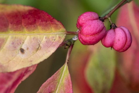 European spindle bush (Euonymus europaeus), Emsland, Lower Saxony, Germany, Europe