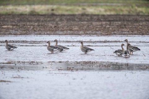Bean Geese (Anser fabalis), Emsland, Lower Saxony, Germany, Europe