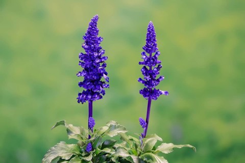 Mealycup sage (Salvia farinacea), flowering, Elllerstadt, Germany, Europe