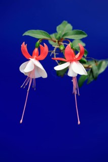 Fuchsias (Fuchsia), flowering, flower, Ellerstadt, Germany, Europe