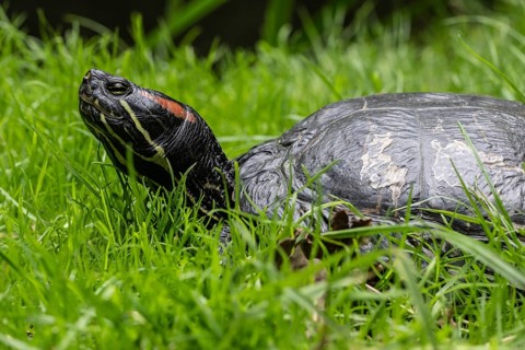 Red-eared slider (Trachemys scripta elegans), Emsland, Lower Saxony, Germany, Europe