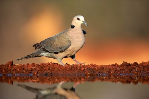 Red-eyed dove (Streptopelia semitorquata), Red-eyed Dove adult, at the water, Kruger National Park,