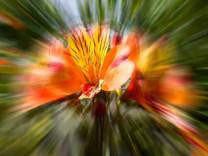 Peruvian lily, Peruvian lily (Alstroemeria aurea, zoom effect