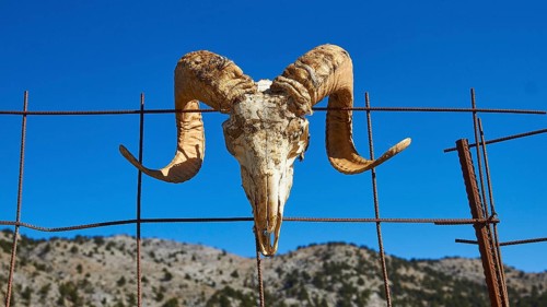 Skull of an animal with large horns hangs on a wire fence in front of a mountain landscape under a