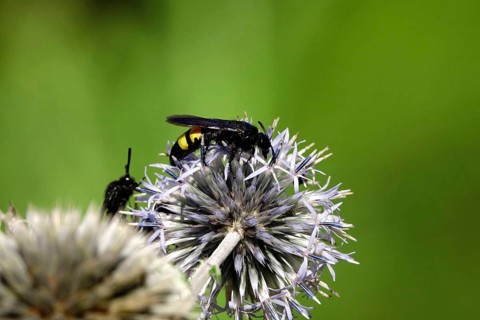 Scolia hirta, summer, Saxony, Germany, Europe