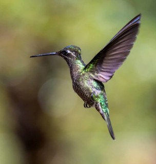 Violet-crowned Brilliant Hummingbird (Eugenes fulgens syn. Eugenes spectabilis), Los Quetzales