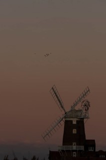 Windmill at sunset with a red sky and a skein or flock of Pink-footed geese (Anser brachyrhynchus)
