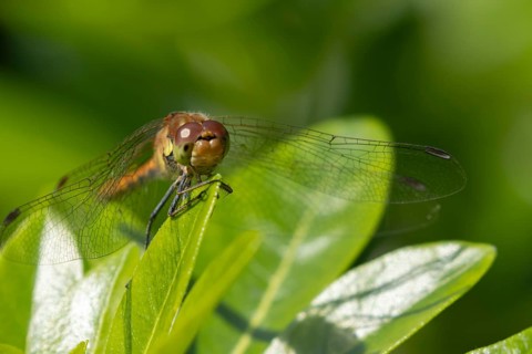 Common darter dragonfly (Sympetrum striolatum) adult female insect resting on a garden plant leaf,