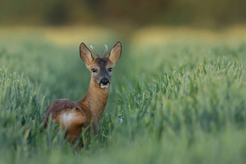 Roe deer (Capreolus capreolus) adult male buck animal in a farmland wheat field in the summer,