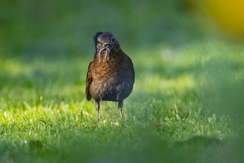 Eurasian blackbird (Turdus merula) adult female bird collecting worms for food in its mouth from a