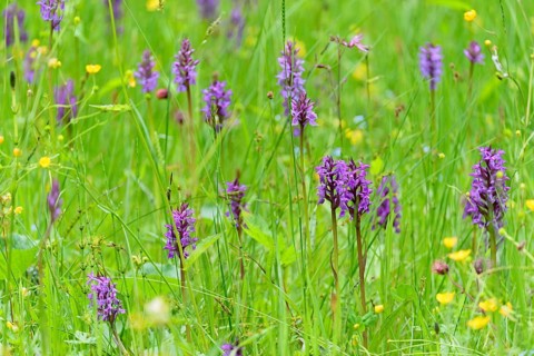 Meadow with broad-leaved orchids (Dactylorhiza majalis) and buttercups (Ranunculaceae), Allgäu
