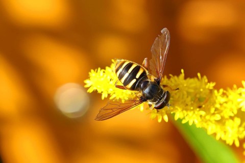 Common wasp hoverfly (Chrysotoxum cautum) on goldenrod (Solidago canadensis), Wilnsdorf, North
