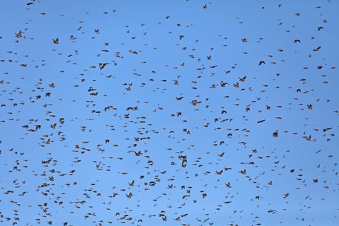 Thousands of bramblings from Scandinavia at the former military training area in Münsingen