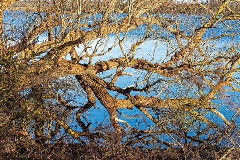 Fallen tree, Goldhöft, Geltinger Birk, Gelting, Schleswig-Holstein, Germany, Europe