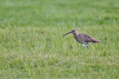 Eurasian curlew (Numenius arquata), Lower Saxony, Germany, Europe