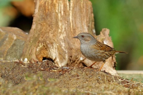 Dunnock (Prunella modularis), sitting on a tree root, Wilden, Siegerland, North Rhine-Westphalia,