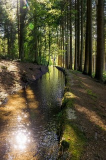 Stream and hiking trail in the forest, Heidenwuhr, Rickenbach, Hotzenwald, Southern Black Forest,