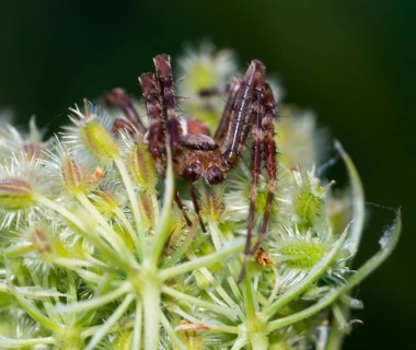 European garden spider (Araneus diadematus) crouching on fruit stand with spiny fruits, wild carrot
