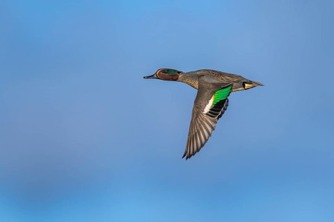 Eurasian Teal, Anas crecca, male in flight on blue sky