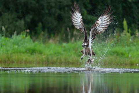 Western osprey (Pandion haliaetus) hunting with a trout, Aviemore, Scotland, Great Britain