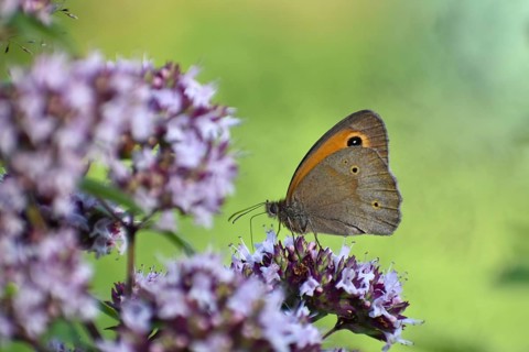 Meadow brown (Maniola jurtina) butterfly on oregano (Origanum vulgare) in the garden, Bavaria,