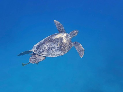 Green turtle (Chelonia mydas), monochrome blue background, detachable, dive site Marsa Shona Reef,