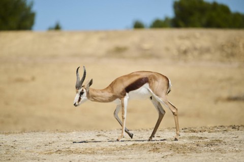Springbok (Antidorcas marsupialis), walking through the dessert, captive, distribution Africa