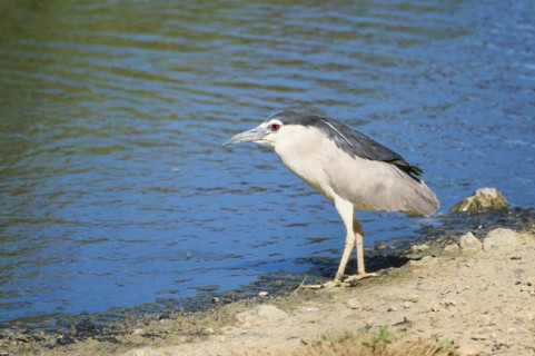 Black-crowned night heron (Nycticorax nycticorax) waking beside the water, Camargue, France, Europe